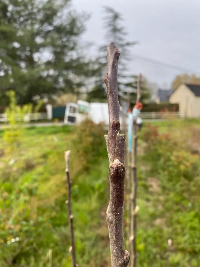 Michel Adam Tige à surgreffer poirier arbre fruitier de jardin