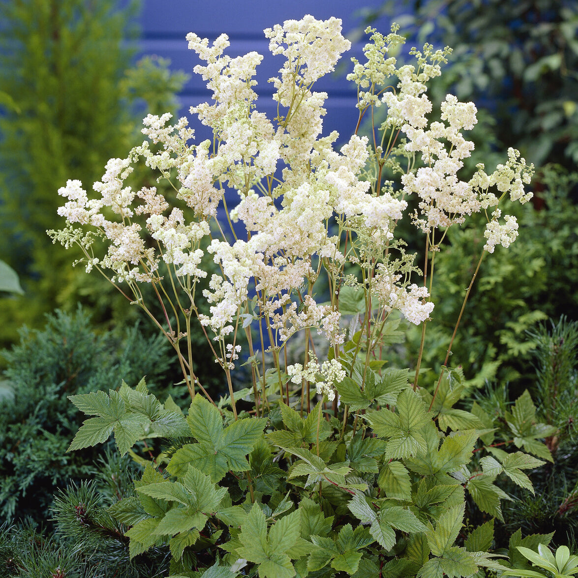 Bakker Reine des prés Plena vivace pot 9cm fleurs doubles blanches