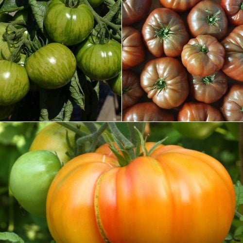 Bakker Collection 9 plants de tomates pot 10,5cm variées