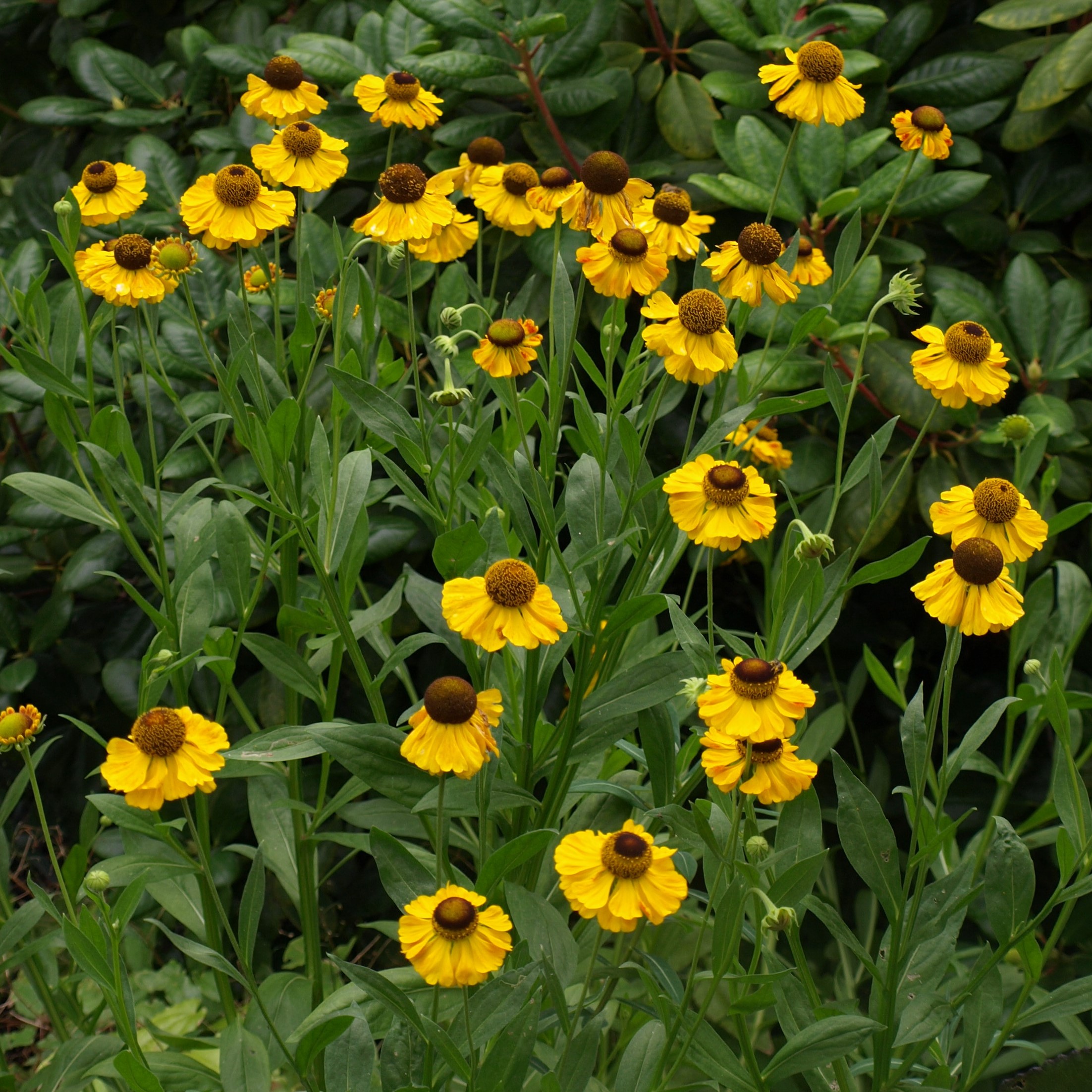 Passion Vivaces Helenium vivace godet fleurs d’été cuivrées