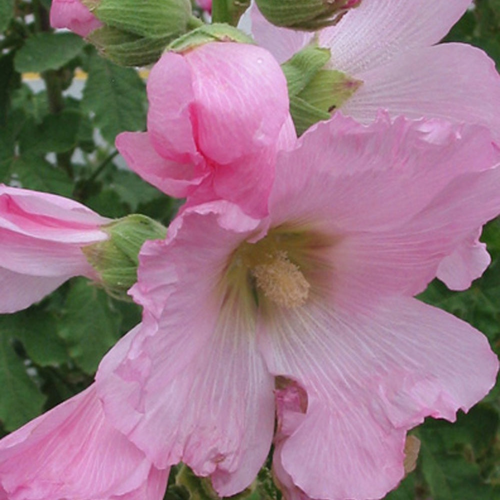 Bakker Rose trémière figuier vivace rose pot 8cm 2m