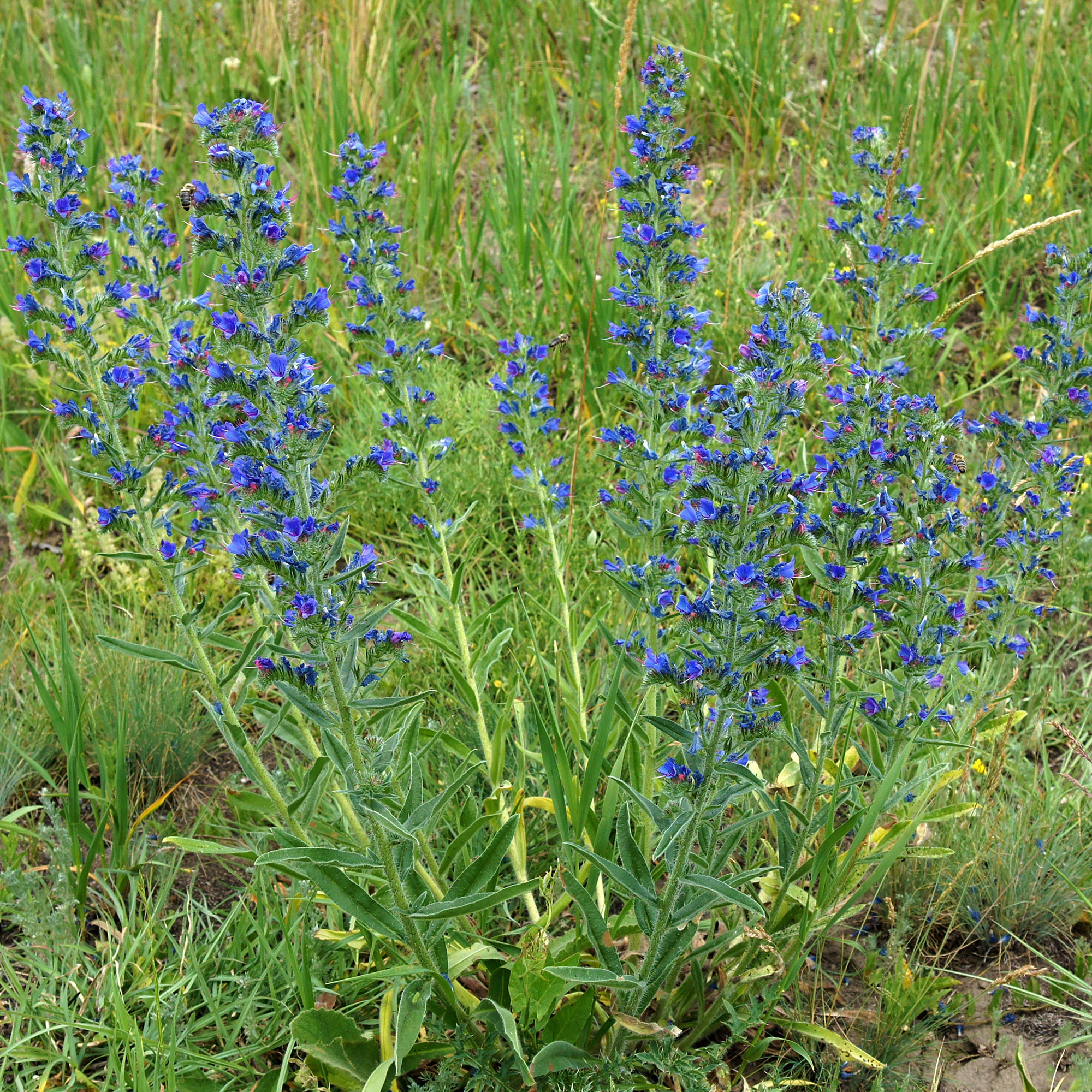 Bakker Vipérine commune plante vivace bleue pot 9cm