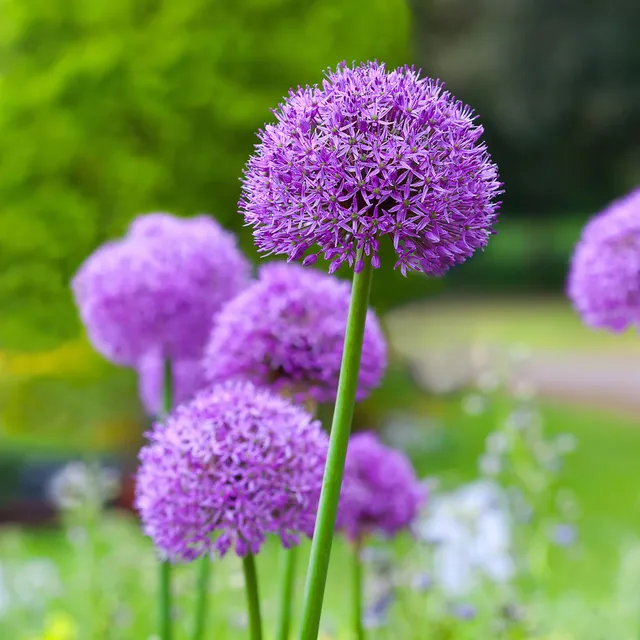 Bakker Bulbes à fleurs Allium Gladiator violet sachet 2 bulbes