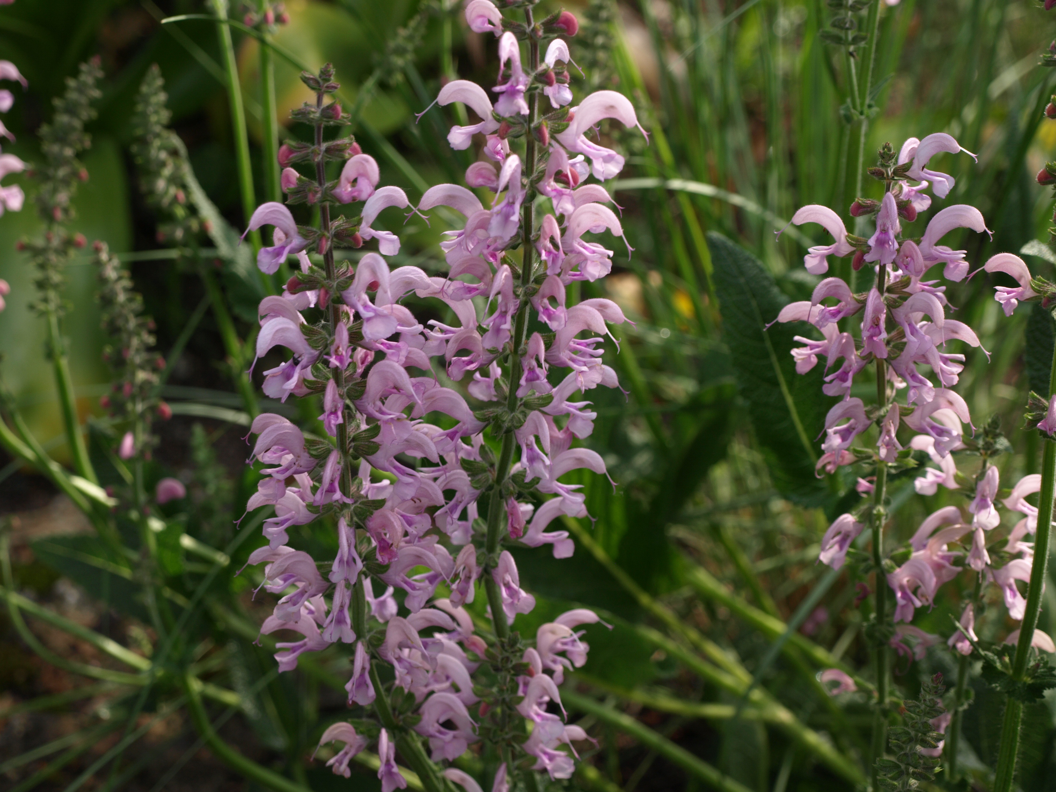 Passion Vivaces Salvia pratensis Evelyne sauge rose pâle pot 1 L
