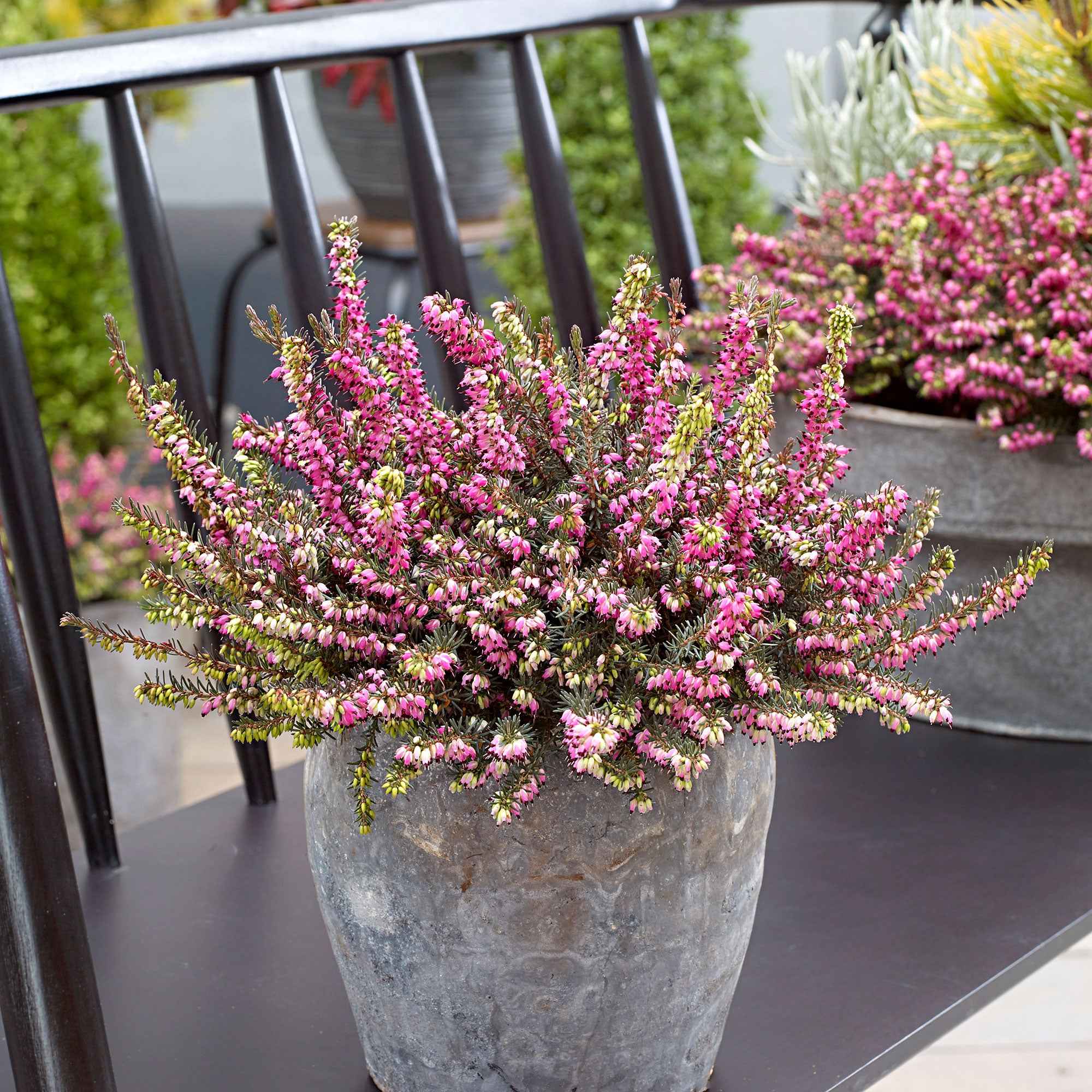 Bakker Bruyère Kramer's Rote pot 8cm rose magenta