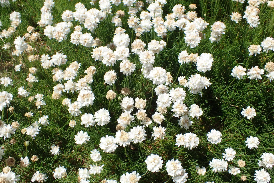 Passion Vivaces ARMERIA Alba plante vivace godet rose