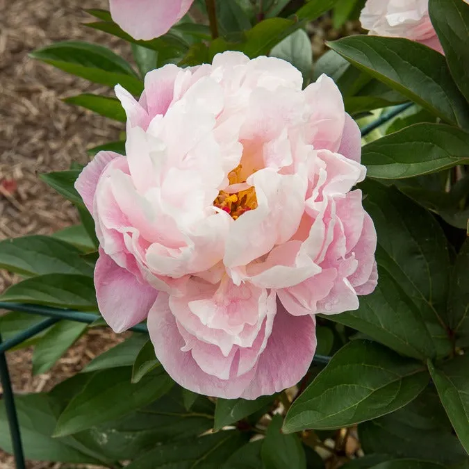 Bakker Pivoine Lady Alexandra Duff vivace racine nue rose