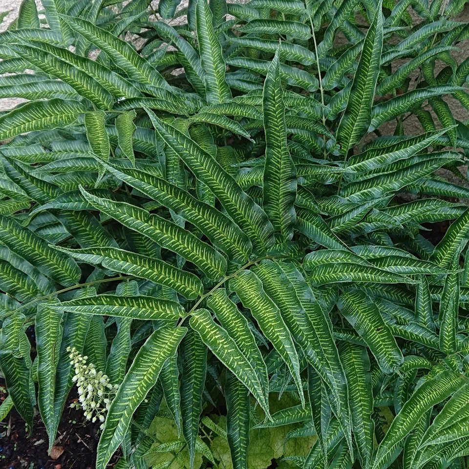 Passion Vivaces Coniogramme emeiensis fougère pot 1L