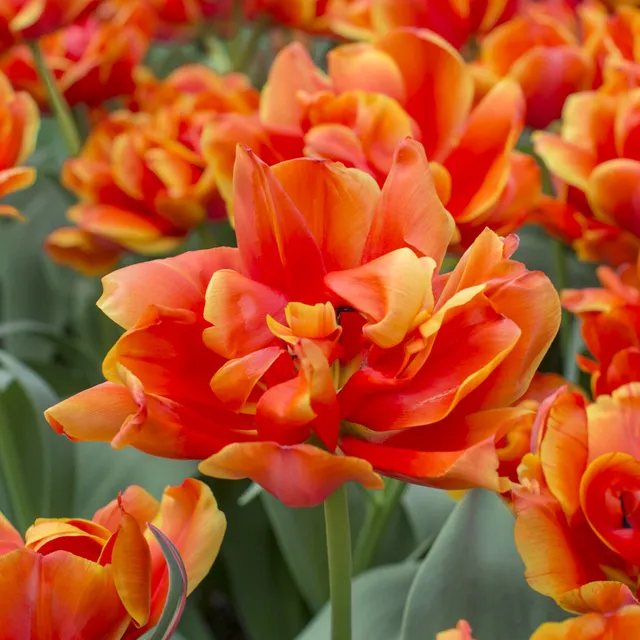 Bakker Tulipes Queensday doubles bulbes 7 bulbes orange parfumée