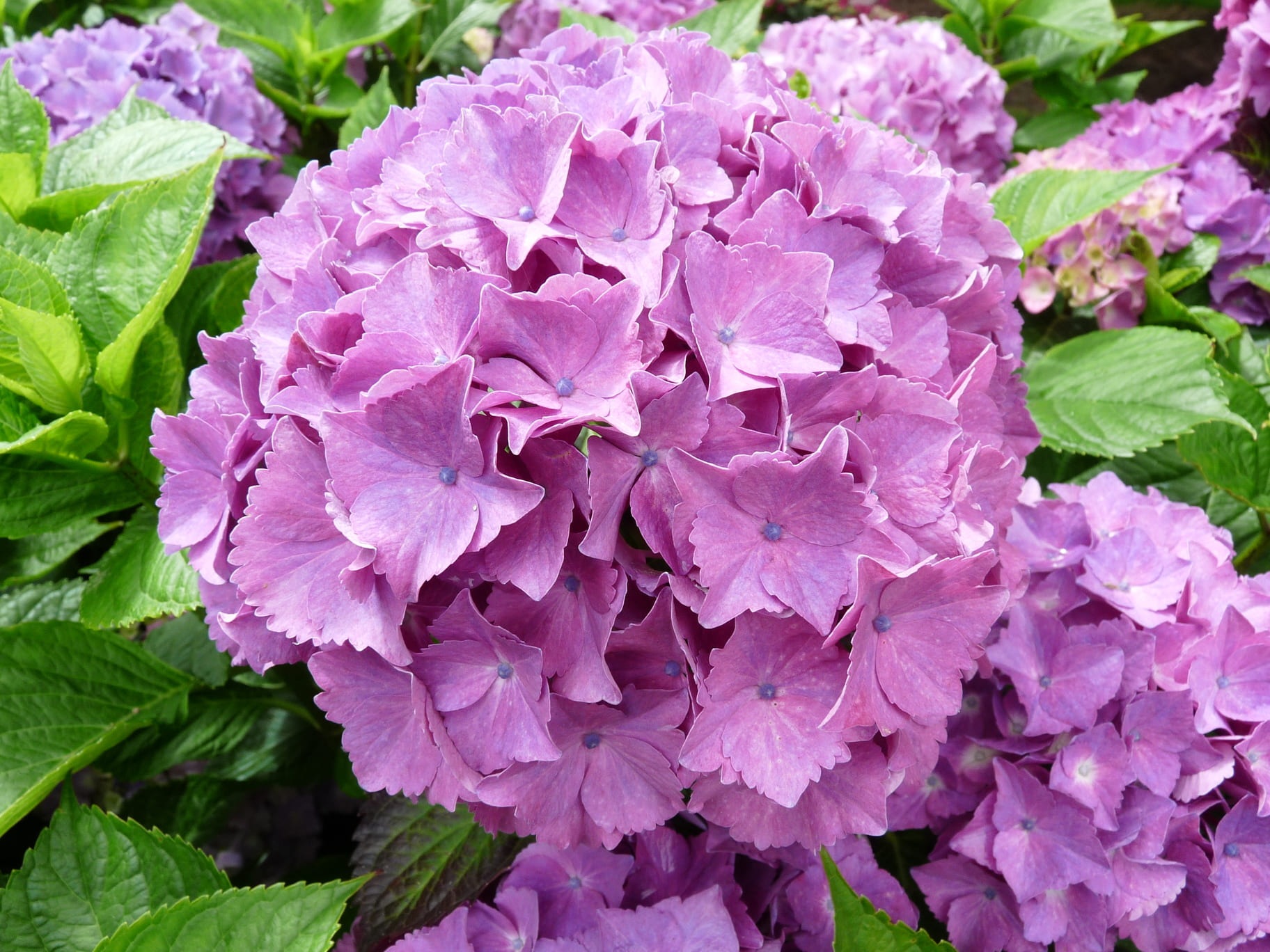 Les Hortensias du Haut Bois Armand Draps hortensia fleurs rondes godet