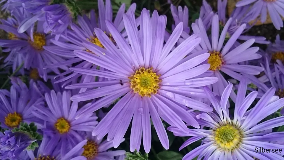 Passion Vivaces Aster amellus Silbersee plante vivace godet bleu ciel