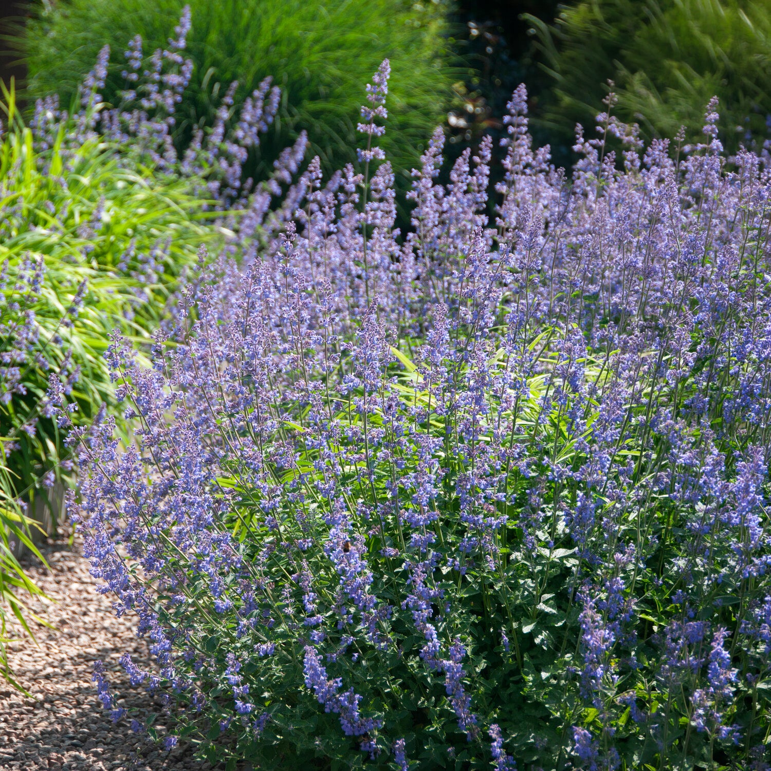 Bakker Plantes vivaces Nepeta Six Hills Giant pot 9cm violet