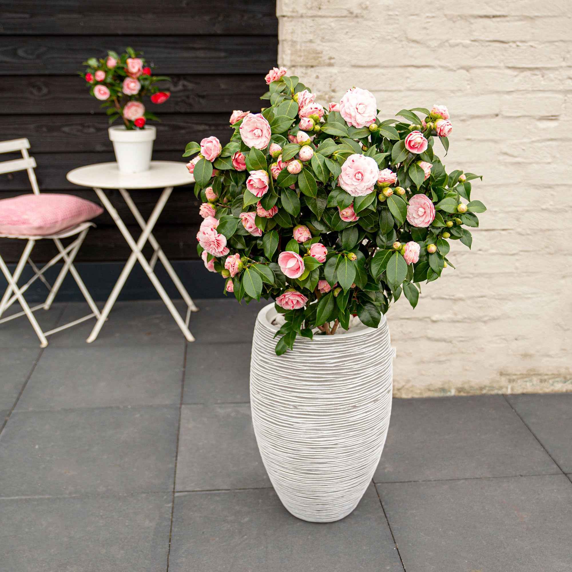 Bakker Bonomiana camélia du Japon arbuste pot 9cm fleurs roses