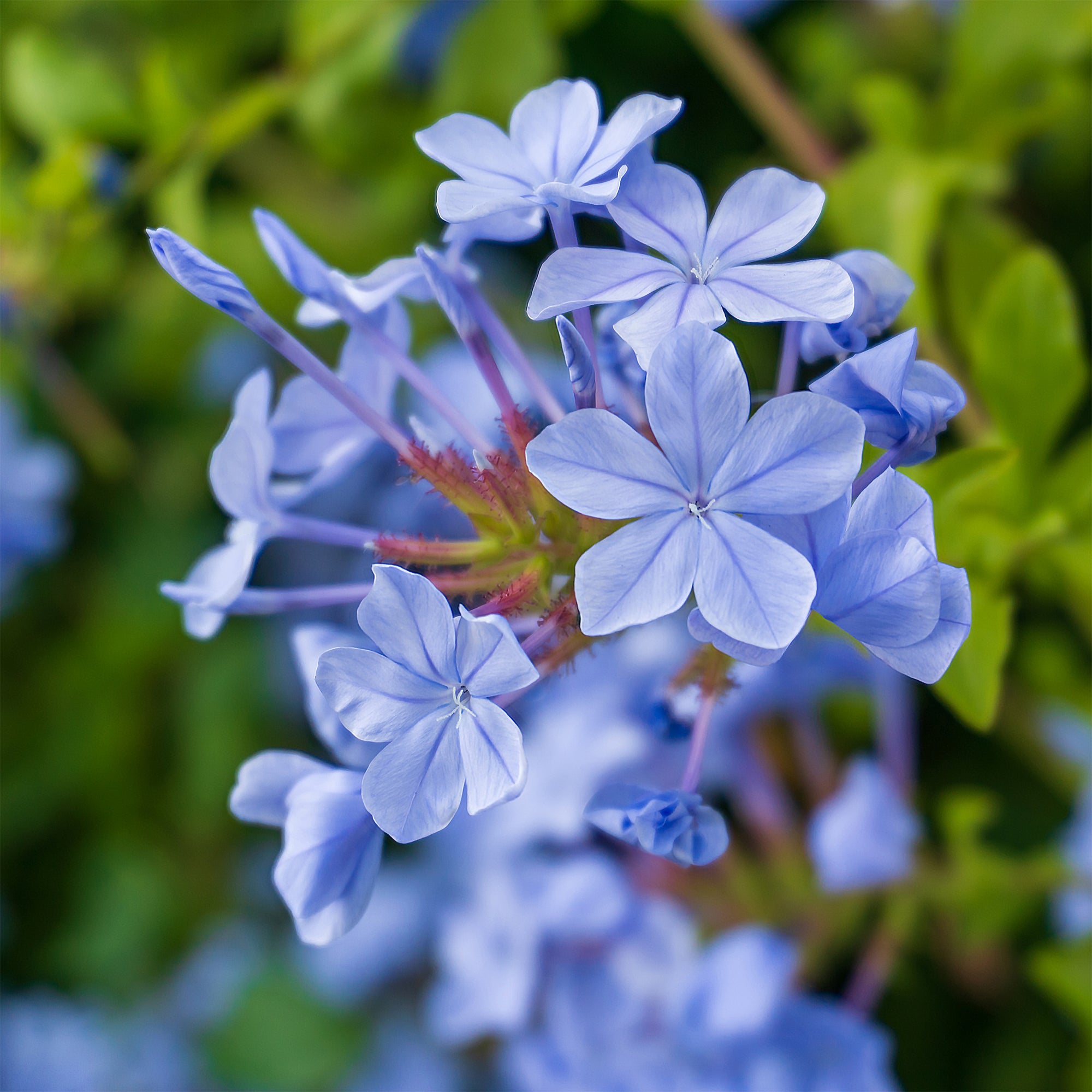 Bakker Plumbago Dark Blue arbuste bleu pot 1,5L