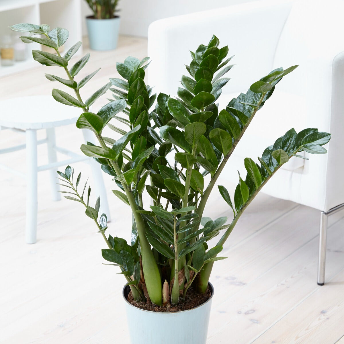 Bakker Zamioculcas plante verte pot 13cm 35cm facile