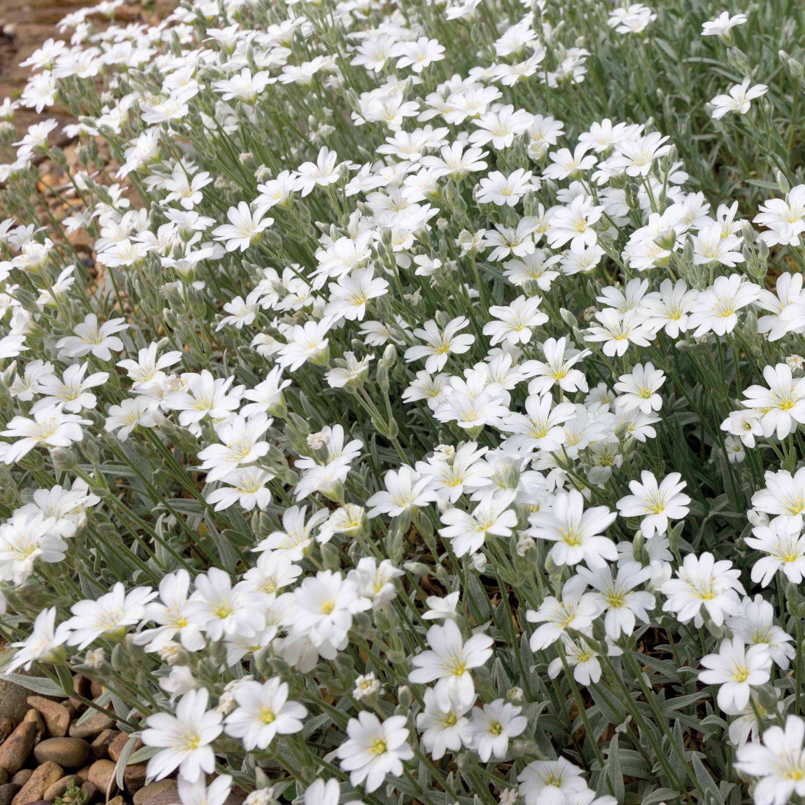 Bakker Terrasses Collection 9 vivaces fleurs blanches racines nues