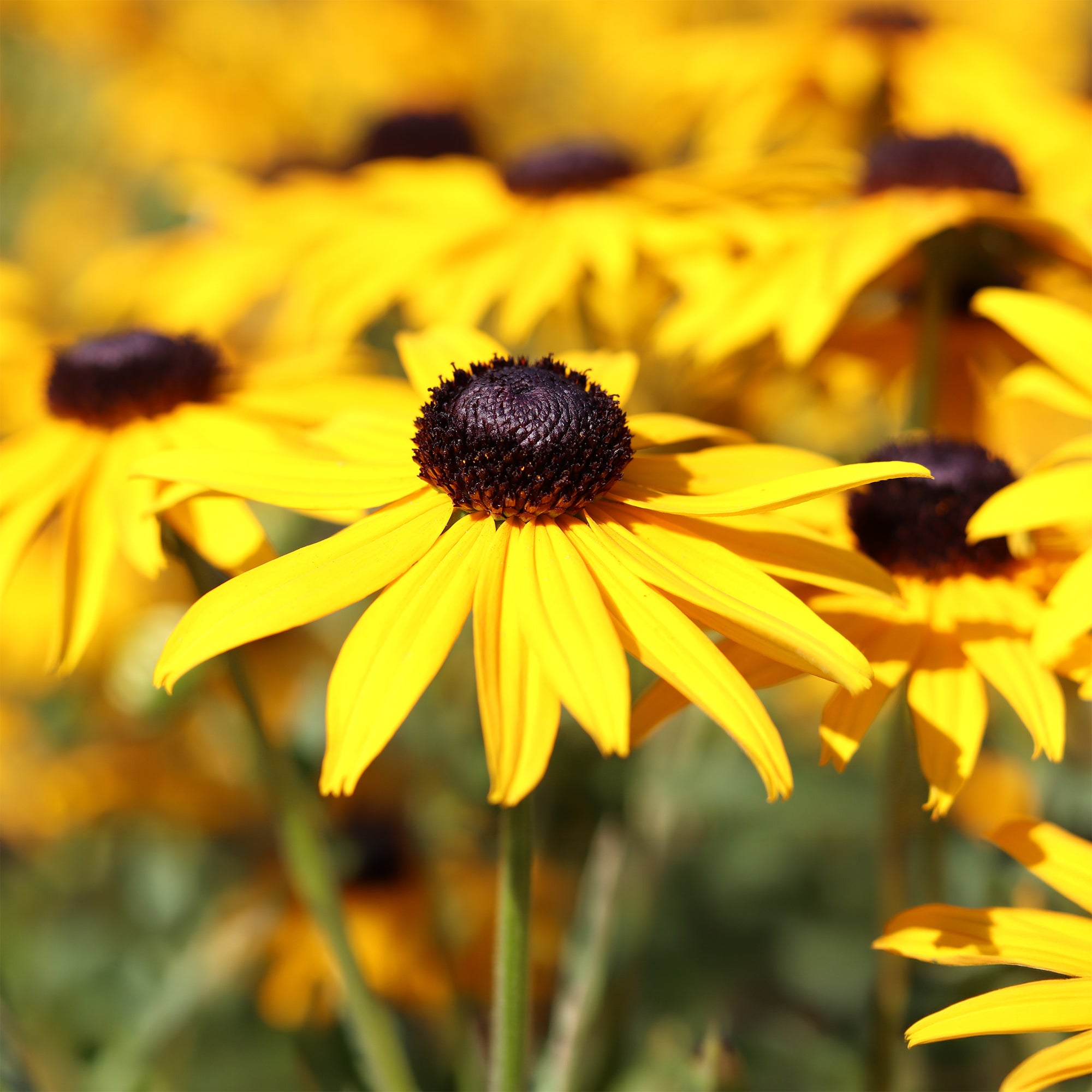 Bakker Rudbeckia Early Bird Gold vivace pot 9cm jaune