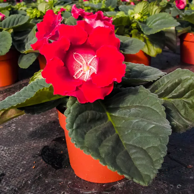 Bakker Gloxinia Etoile de feu bulbe rouge 1 bulbe