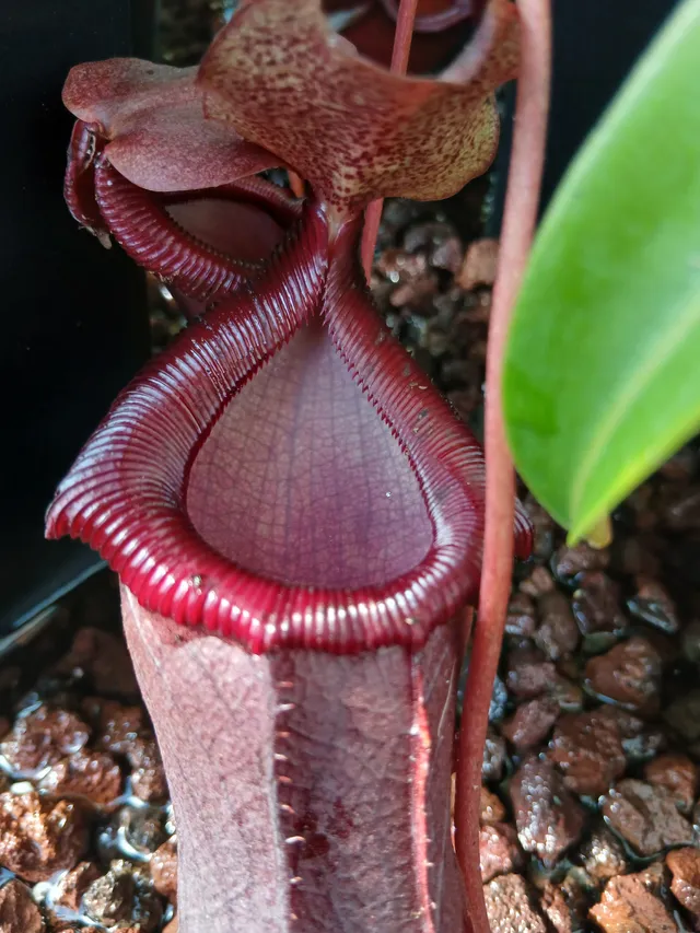 Carniflore Nepenthes bill bailey plante carnivore piège rouge adulte