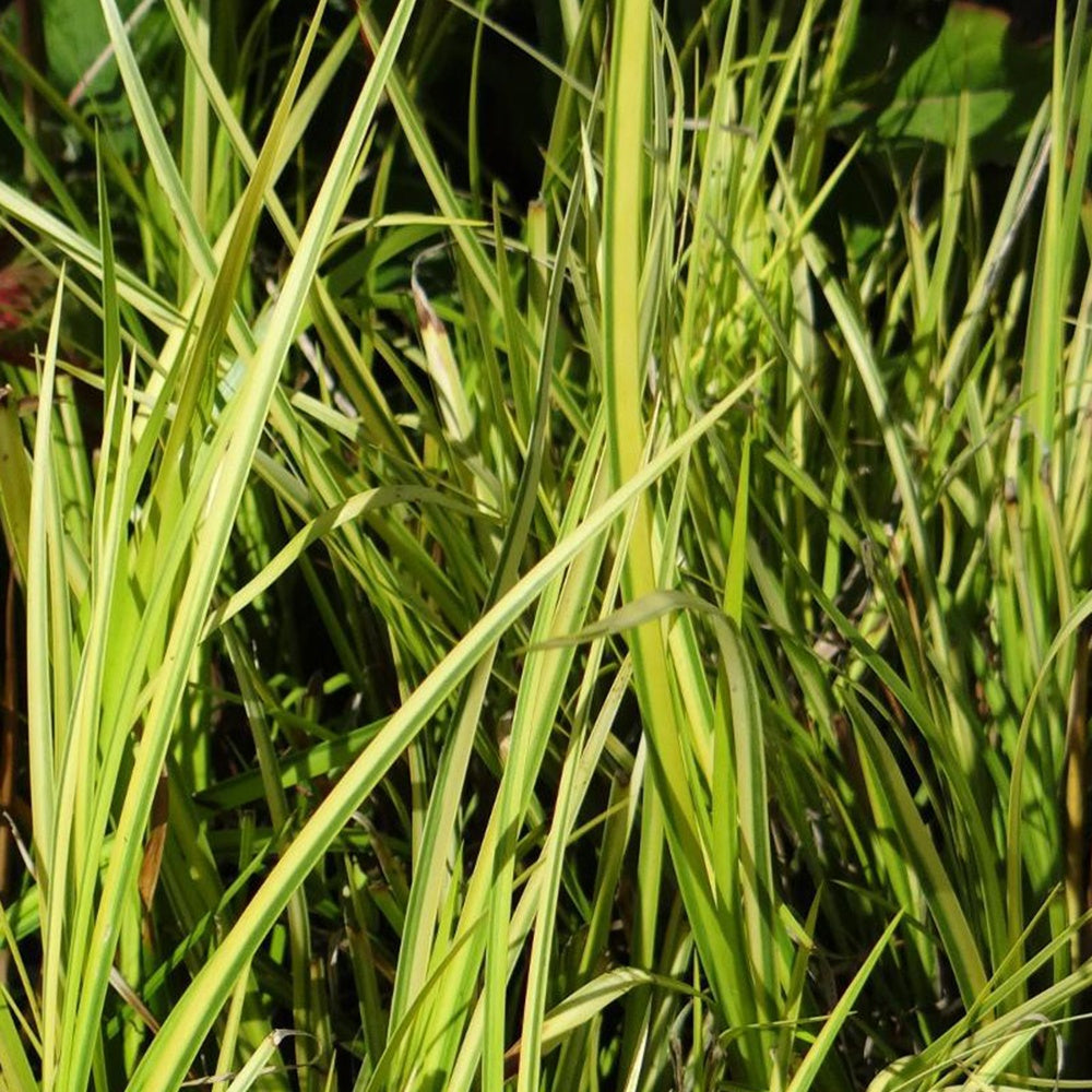 Bakker Acore graminée Ogon plante de bassin pot Ø 9cm