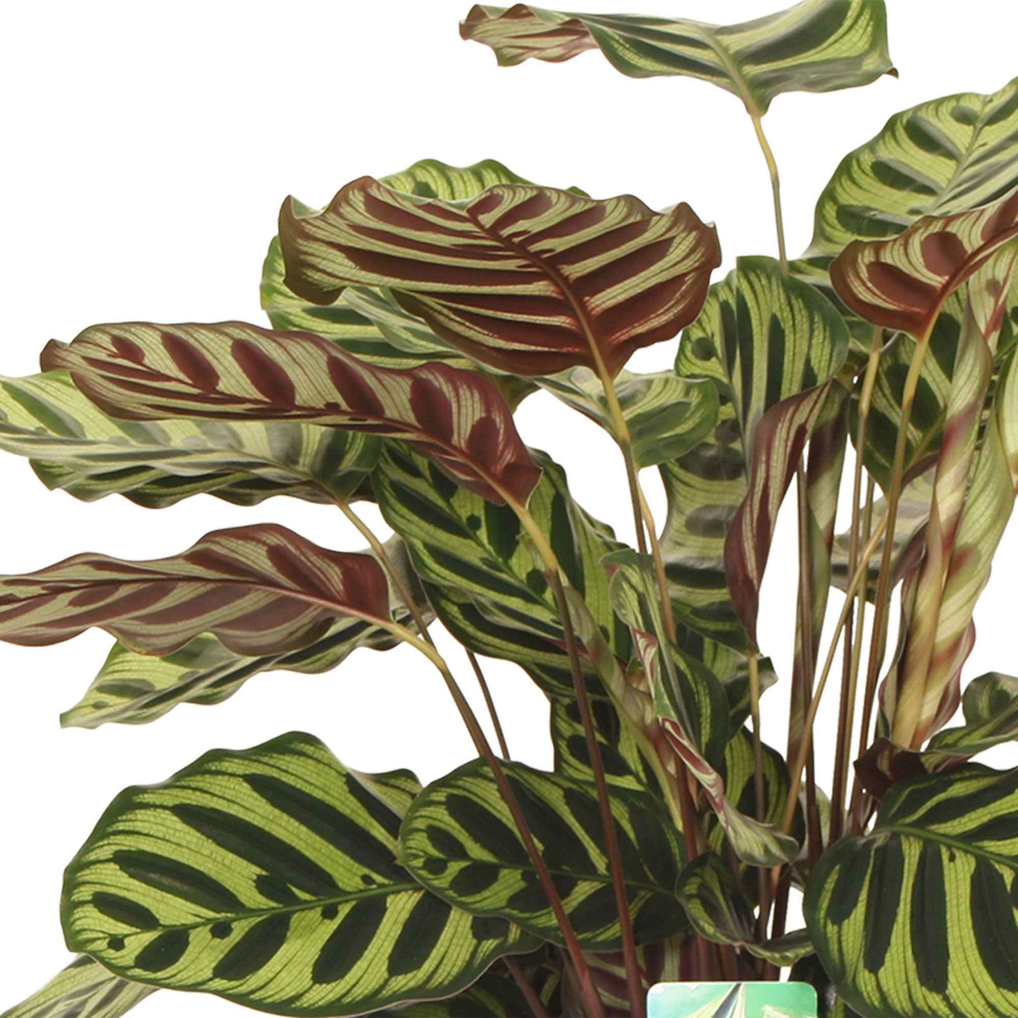 Bakker Calathea makoyana plante d'intérieur pot Ø14cm 40-60cm paon