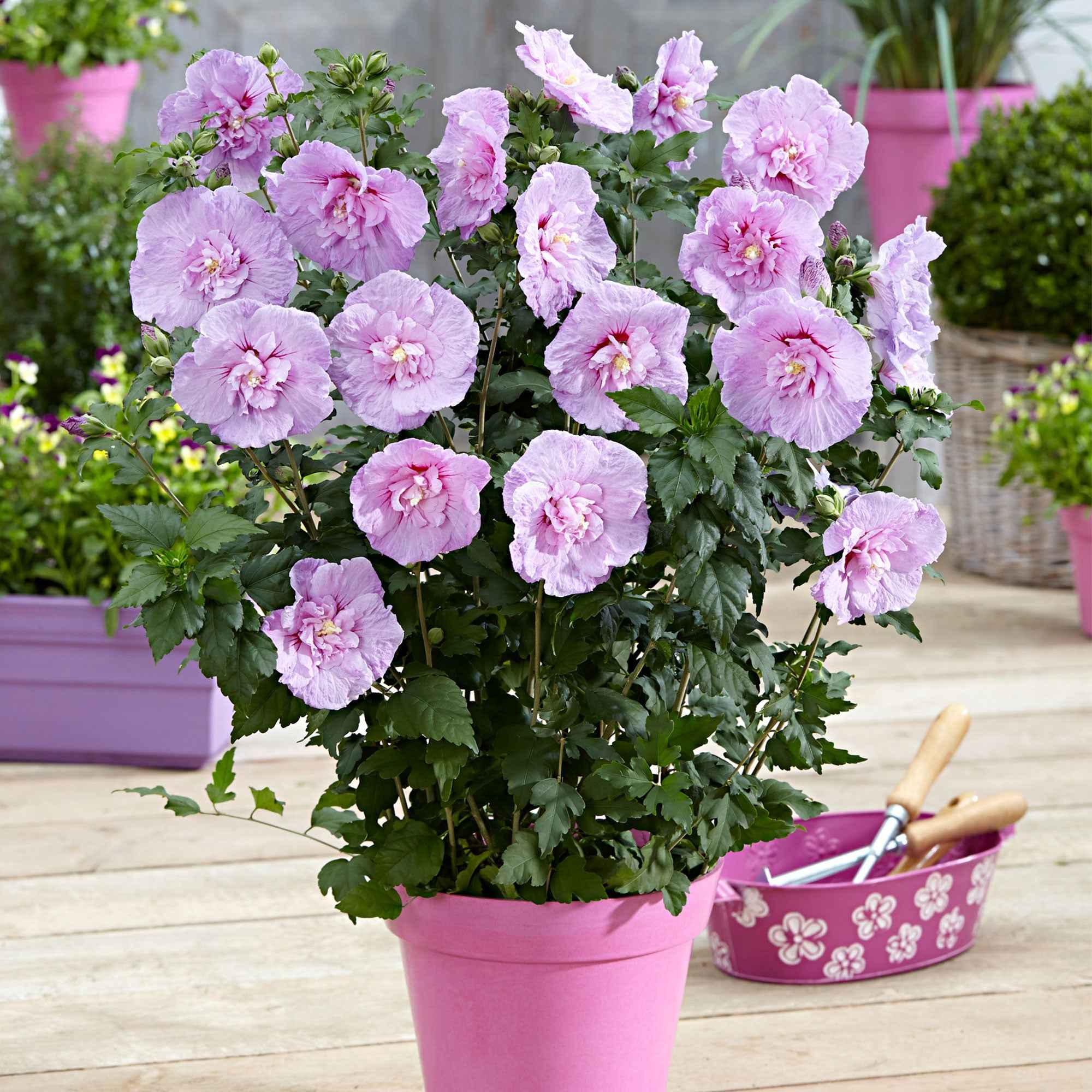 Bakker Hibiscus Lavender Chiffon arbuste pot 2L rose
