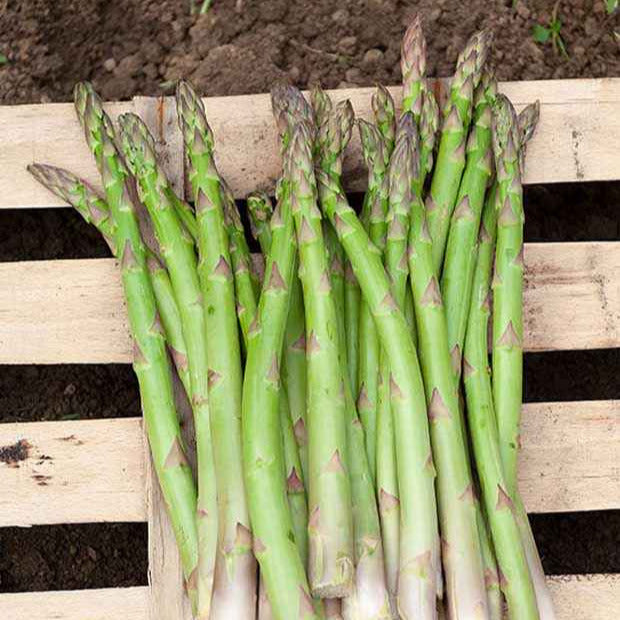 Bakker Voltaire asperges vertes paquet 10 griffes