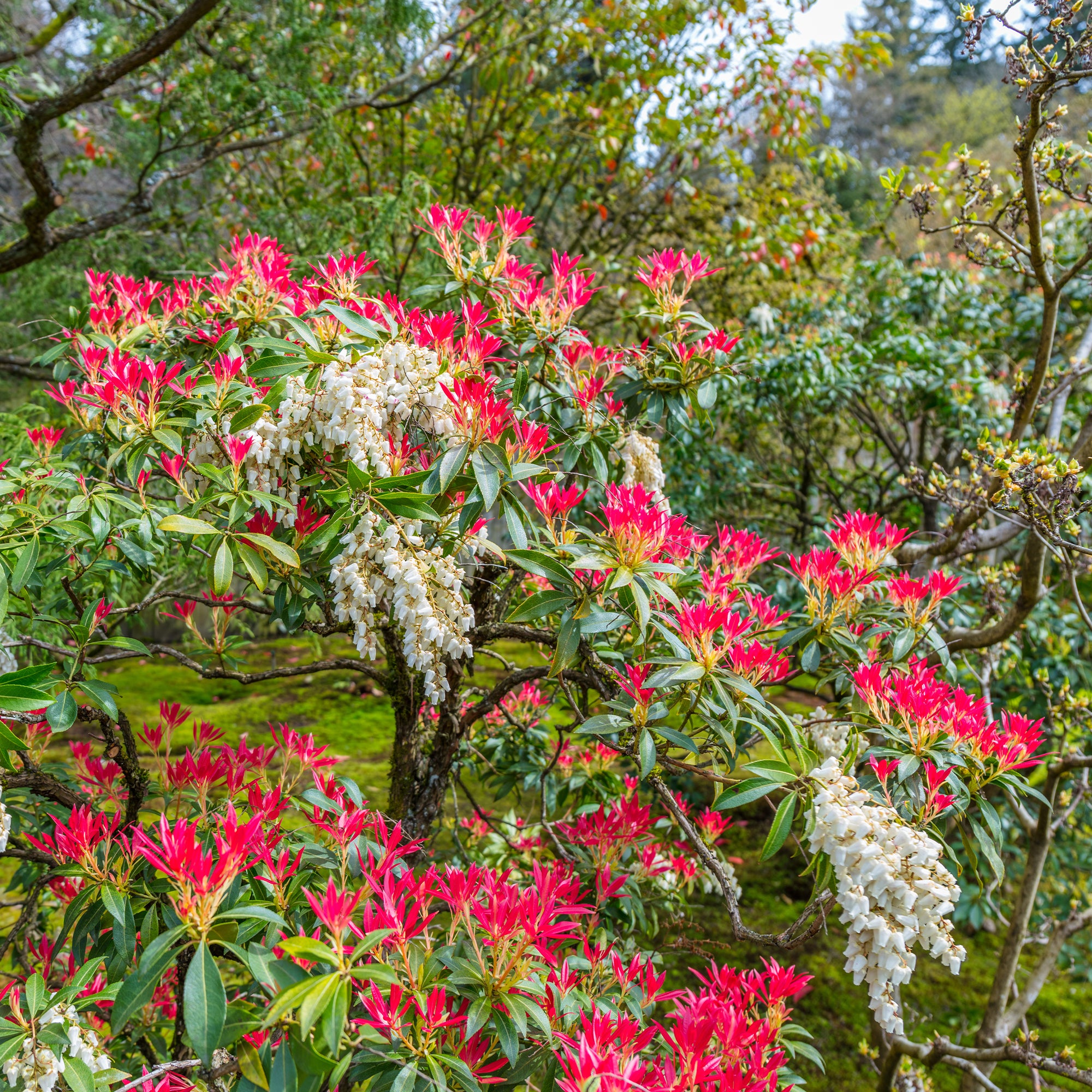 Bakker Pieris Forest Flame arbuste pot 2L rouge blanc