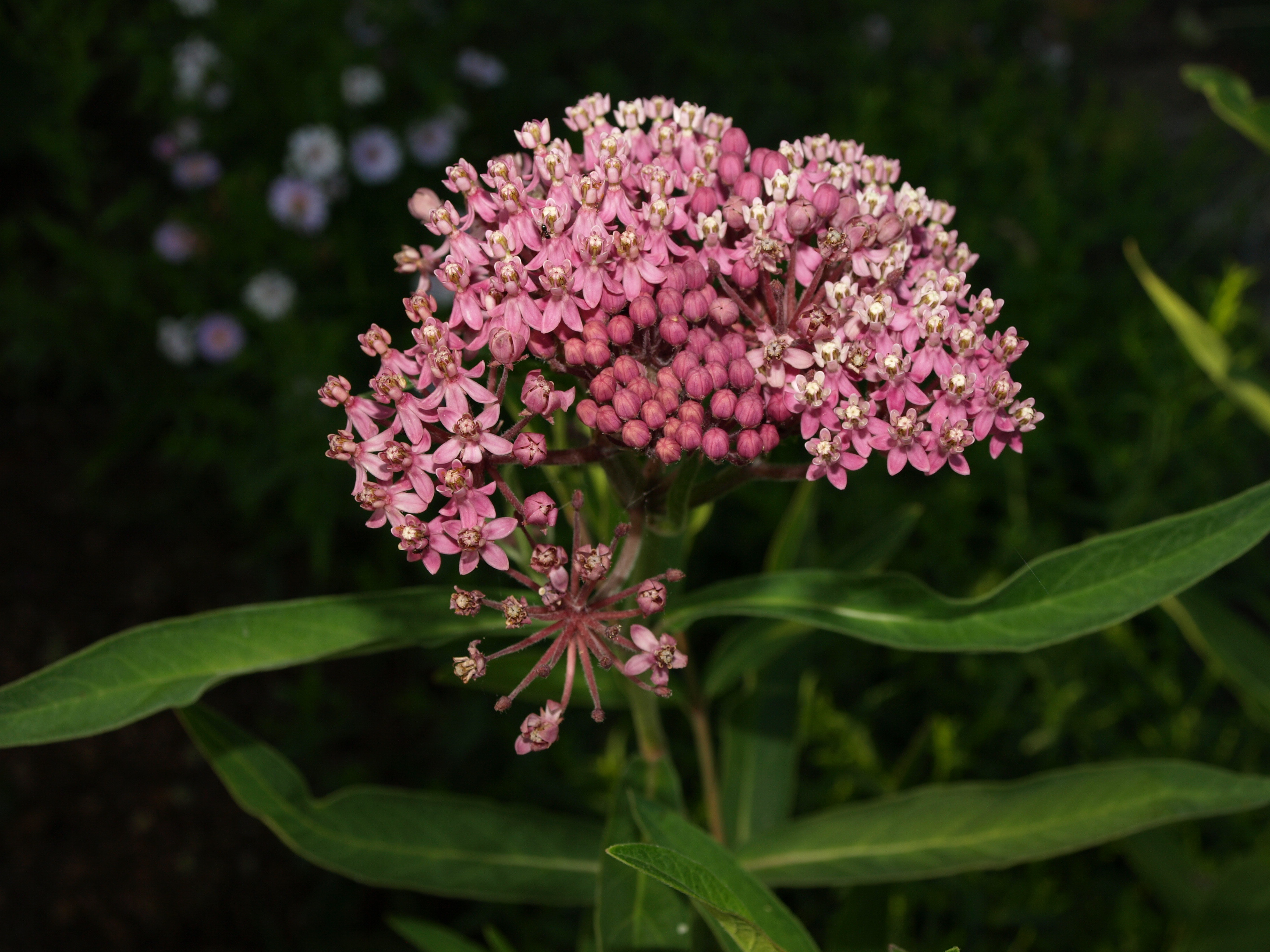 Passion Vivaces Asclepias incarnata plante godet rose carmin