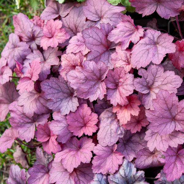 Bakker Heuchère Georgia Plum vivace pot 9cm prune