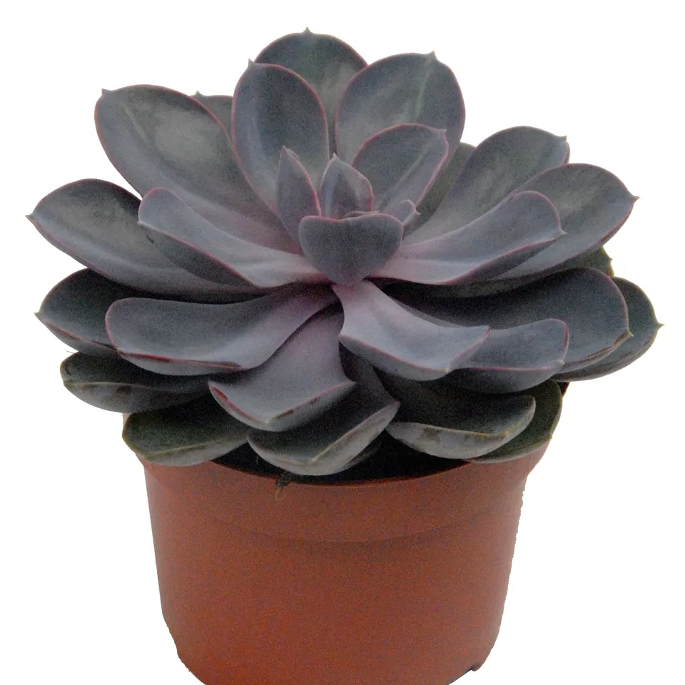 Bakker Echeveria Pearl van Nuernberg succulente 2 pots Ø12cm