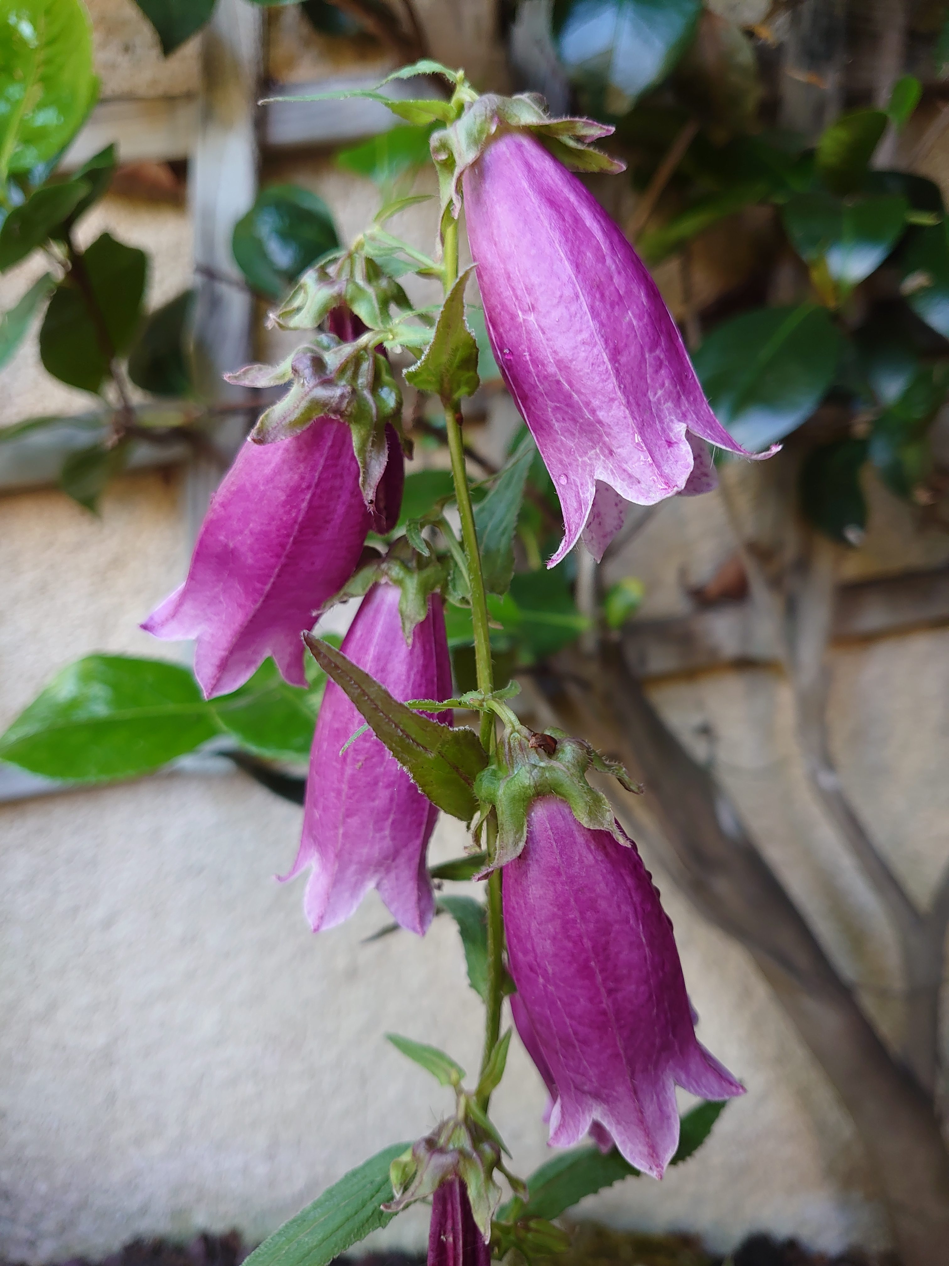 Passion Vivaces Campanula punctata Betroot plante vivace godet