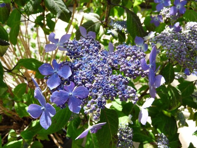 Les Hortensias du Haut Bois Kuro Hime hortensia serrata godet