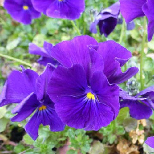 Bakker Violette cornue Martin vivace pot 9cm violet