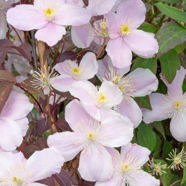 Bakker Clématite Mayleen plante grimpante pot 2L rose parfumée