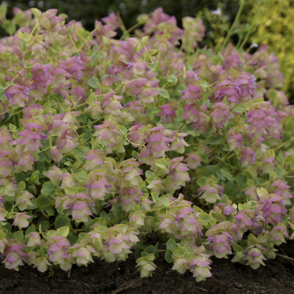 Bakker Kent Beauty origan ornemental pot Ø 9cm rose