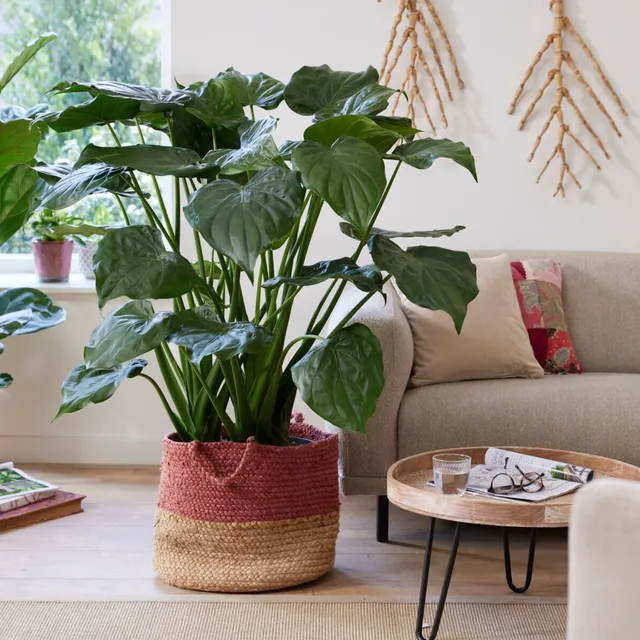Bakker Alocasia Cucullata oreille éléphant pot 17cm