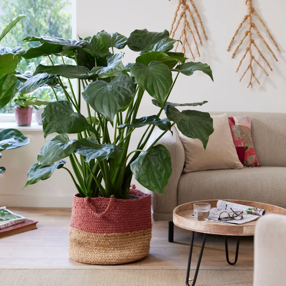Bakker Alocasia Cucullata oreille éléphant pot 17cm