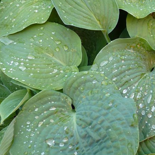 Bakker Hosta de Siebold vivace d'ombre bleutée pot Ø 9 cm