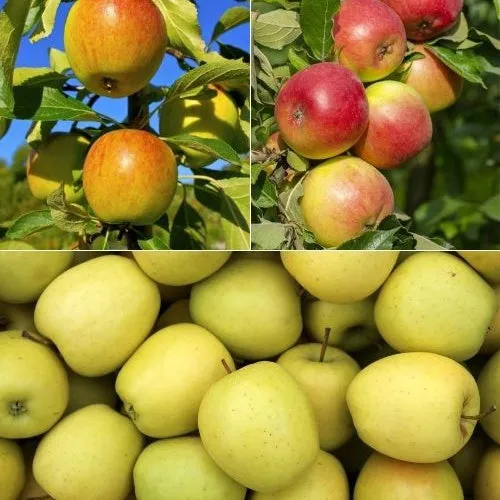 Bakker Fruitiers Collection 3 Pommiers Arbre Fruitier Racine Nue 90-130cm