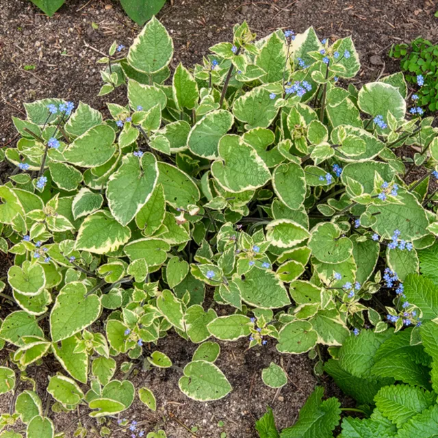 Bakker Hadspen Cream myosotis du Caucase pot Ø9cm