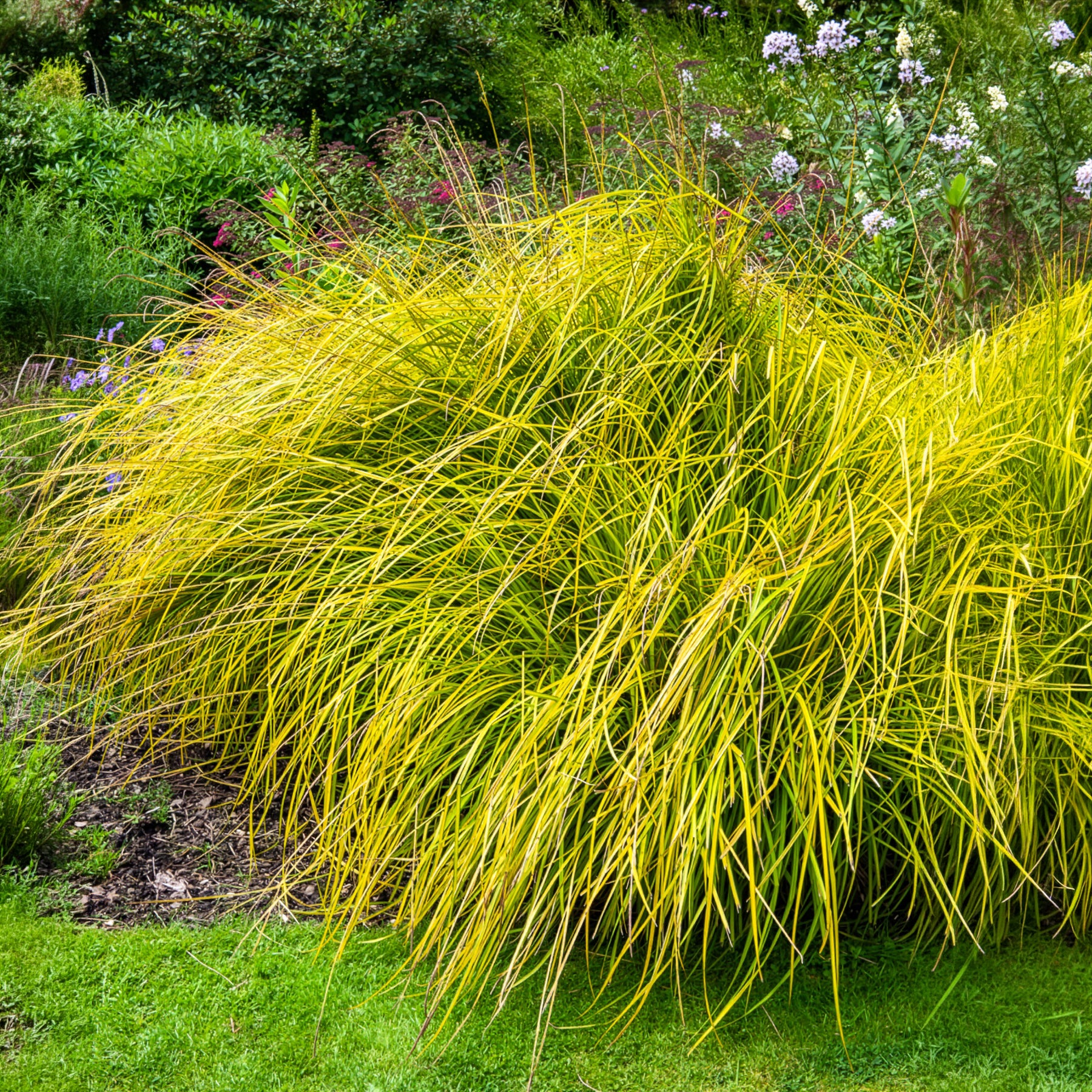 Bakker Laîche dorée Carex Aurea pot 9cm jaune