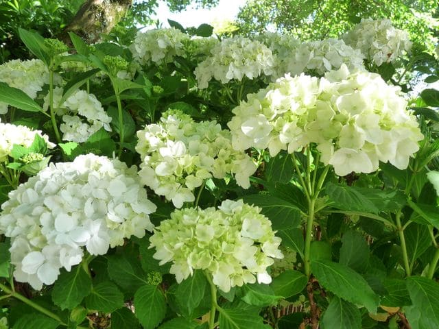 Les Hortensias du Haut Bois Mouillère hortensia blanc rond godet