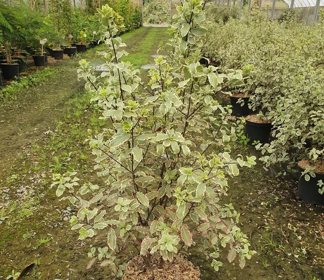 Pépinières Ripoche Pittosporum tenuifolium Elisabeth arbuste panaché