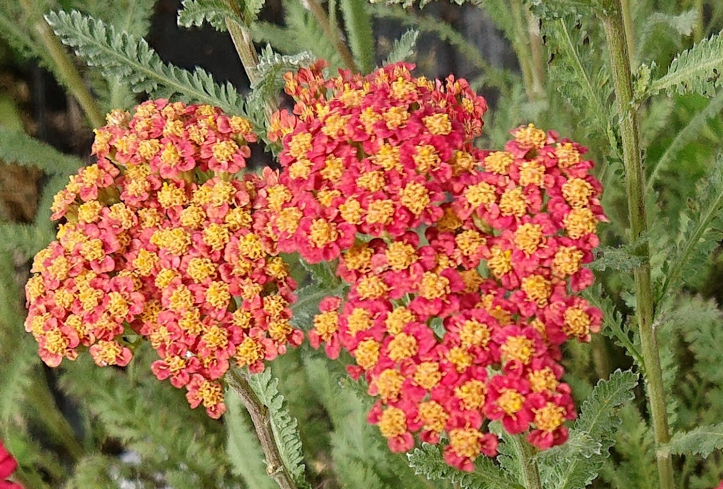 Passion Vivaces Achillea Walter Funcke achillée vivace massif