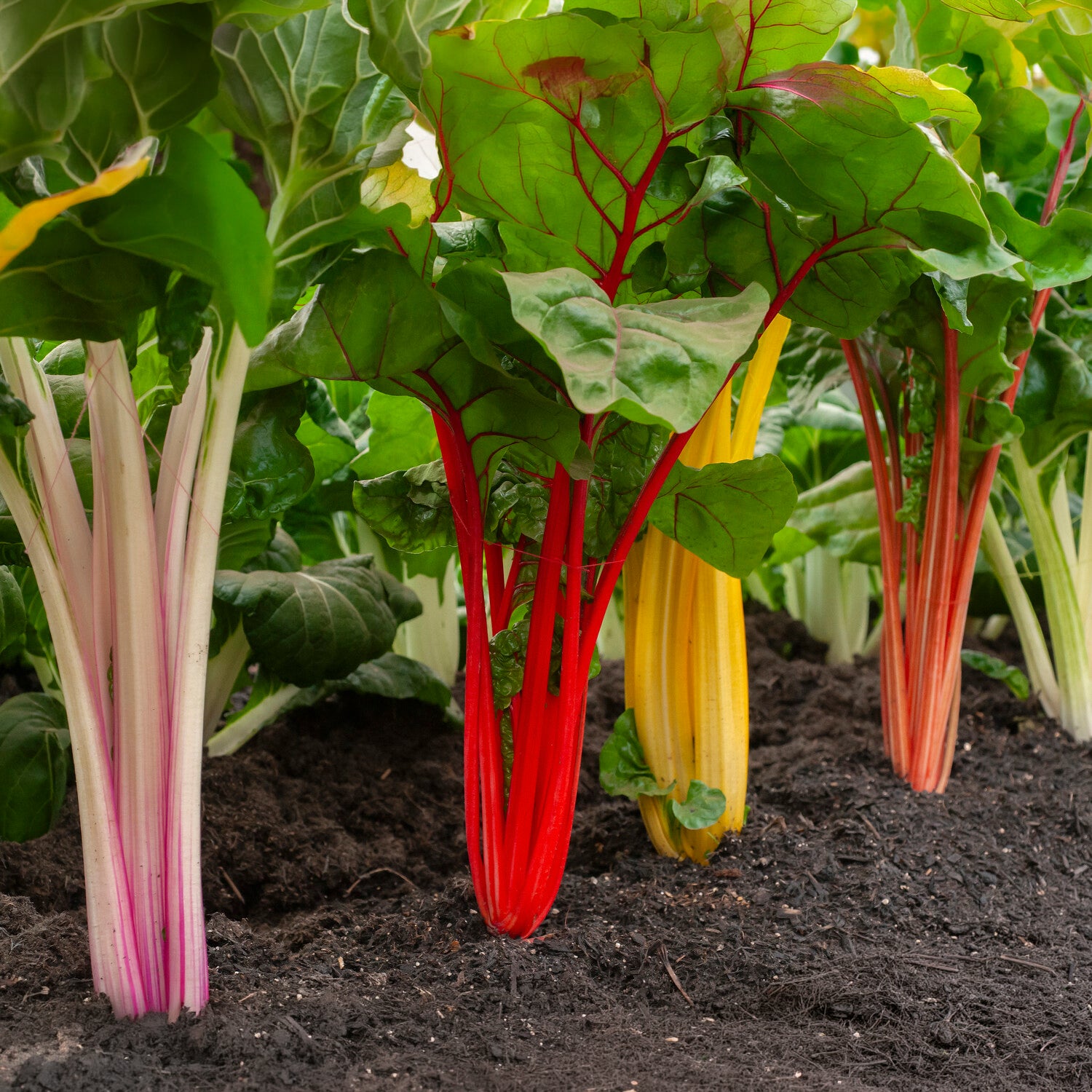 Bakker Poirées à cardes colorées graines 15 g