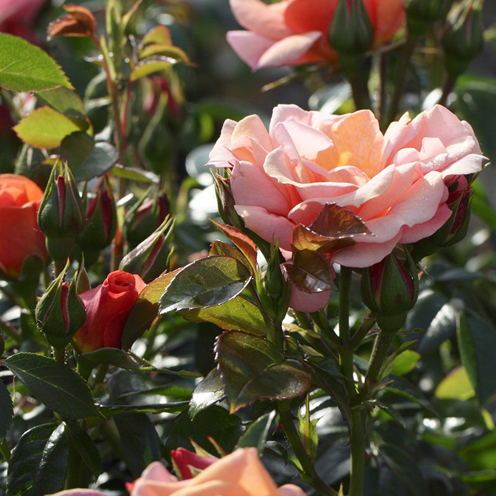 Bakker Rosier Aprikola rosier buisson pot 3L abricot-rosé