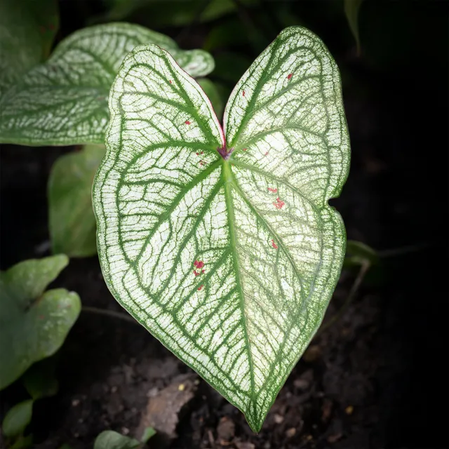 Bakker Caladium White Christmas plante d'intérieur sachet 1 bulbe blanc