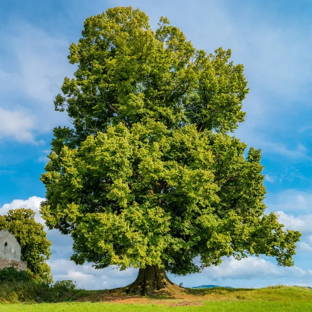 Bakker Tilleul à grandes feuilles arbre pot 2L 80-100cm