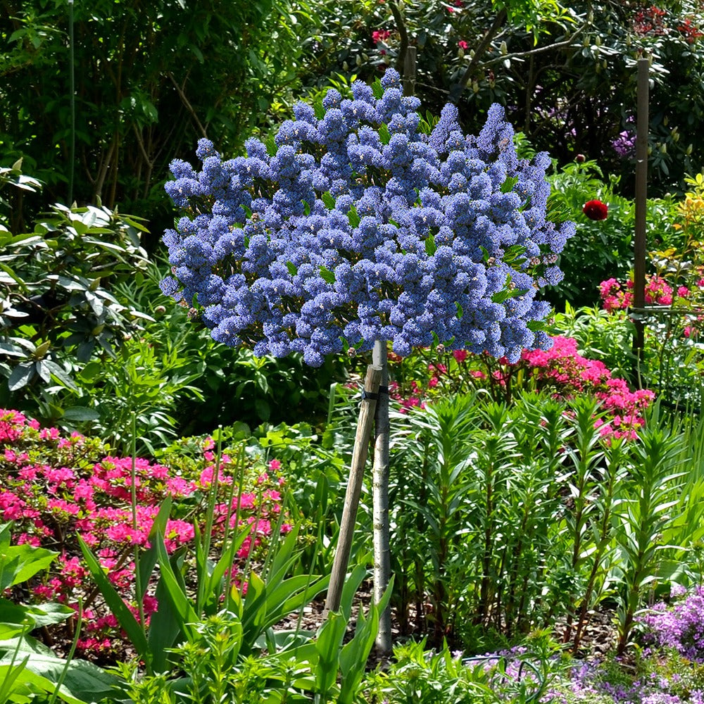 Bakker Céanothe Blue Mound arbuste tige 3L